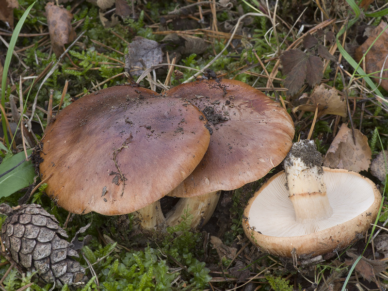 Tricholoma fracticum